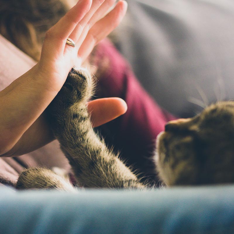 Lady and her cat