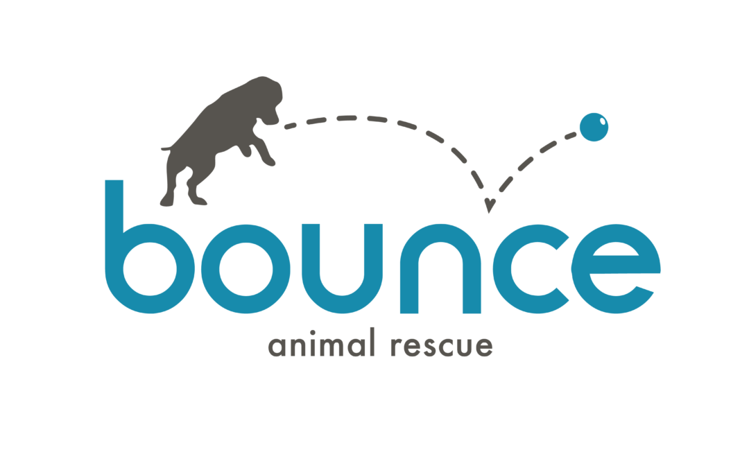 Bounce Animal Rescue